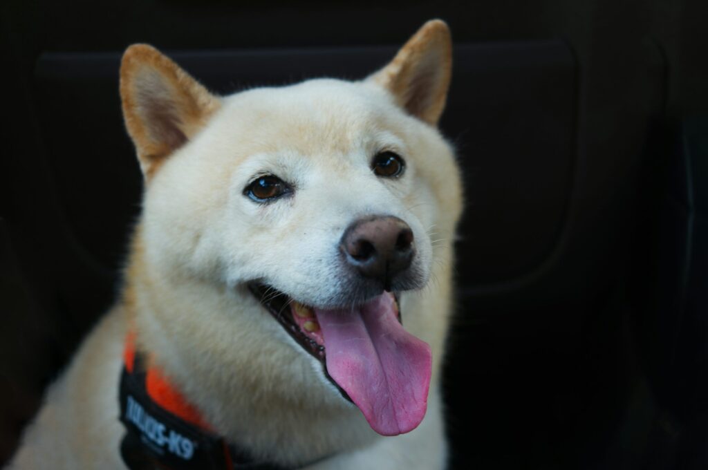 The ‘good news’ finally arrives for SHIB Army as the team unveils a new update